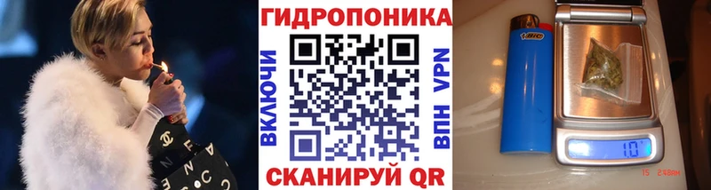 Конопля гибрид  Корсаков 